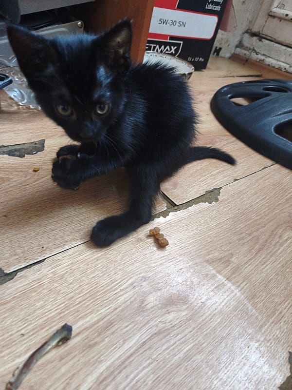 Kittens and cats relaxing and playing indoors in Chișinău