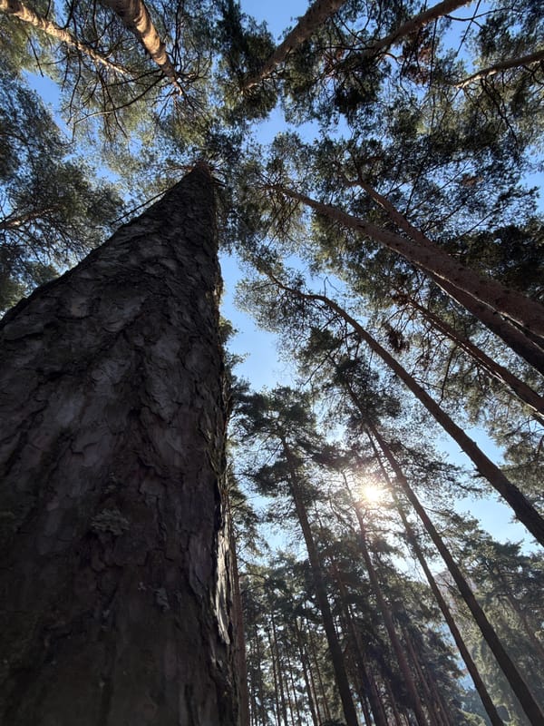 Morning forest walk documented in Dmitrov, Russia