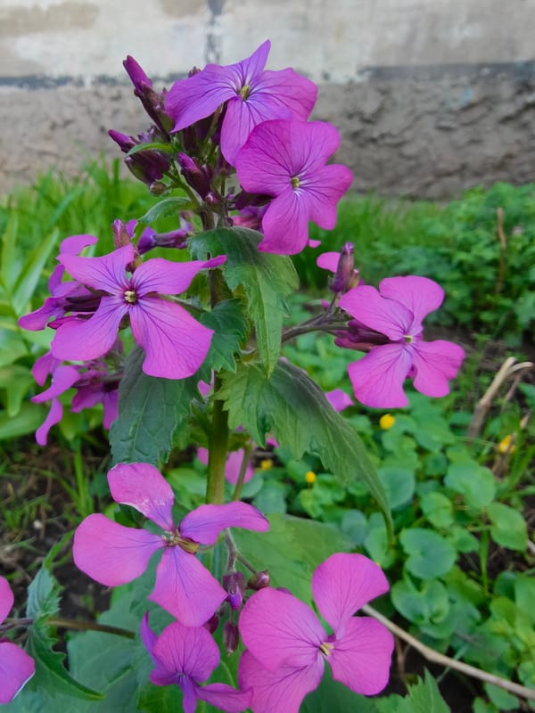 Spring blooms and daily life documented across Kryvyi Rih