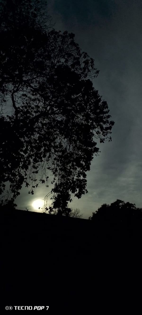 Evening sky watched through trees in Altagracia, Venezuela