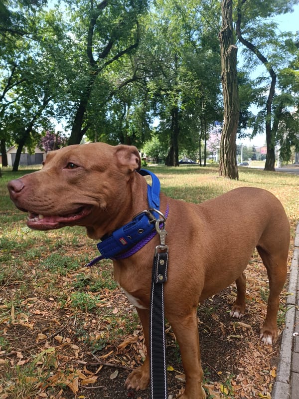 Pit bull relaxing in a sun-dappled Zaporizhzhia park