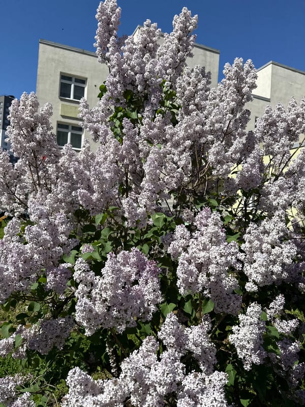 White lilac bush blooms observed in Saint Petersburg