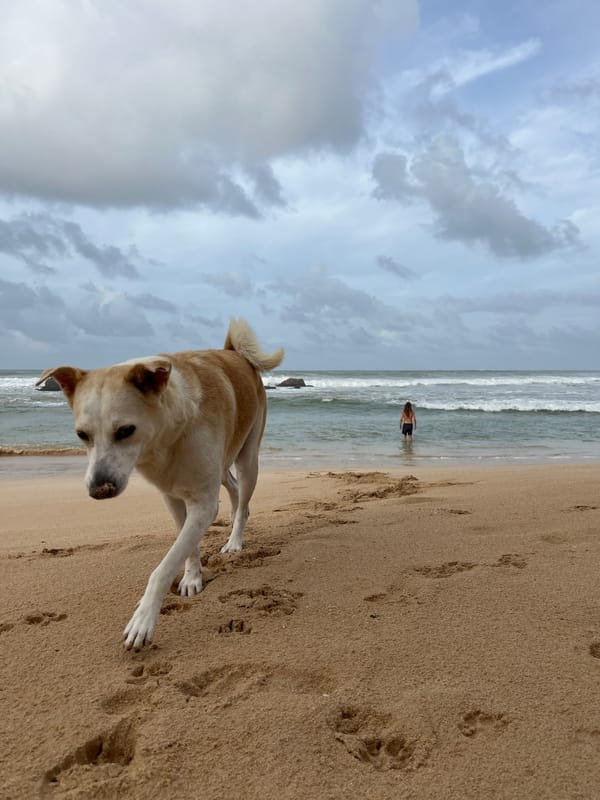 A beach dog explores the Midigama shoreline on a stormy morning.