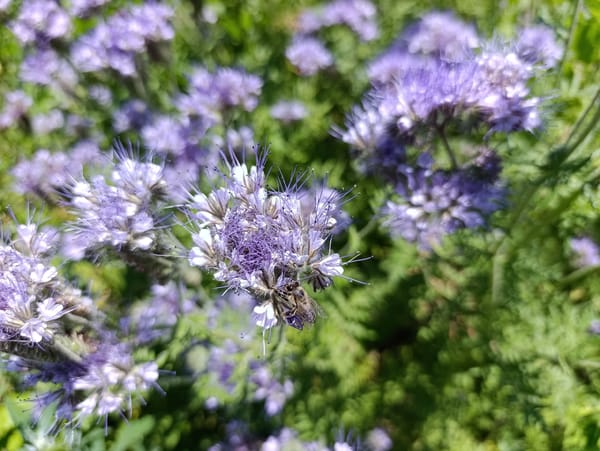 Phacelia field in full bloom, Ovadne, Ukraine