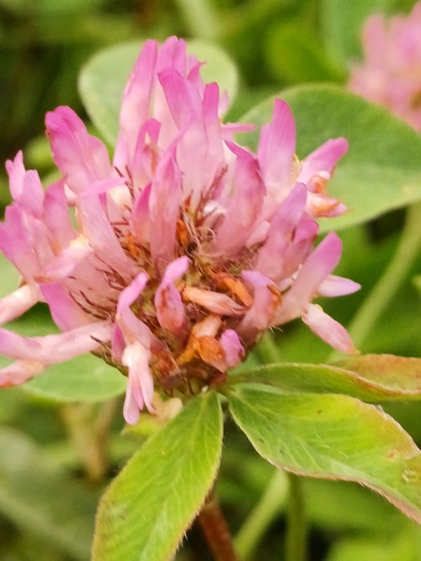 Pink clover and parked cars at a Riga used car lot