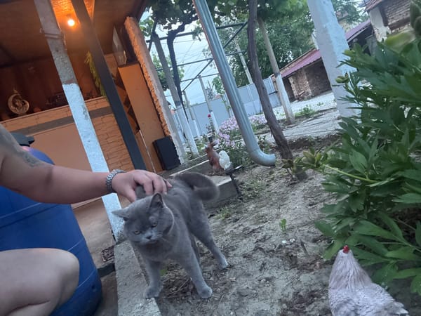 Quiet domestic moments captured in Bulgarian town during afternoon