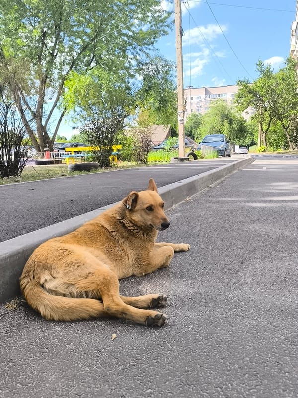 Injured dog cared for on Dnipro street