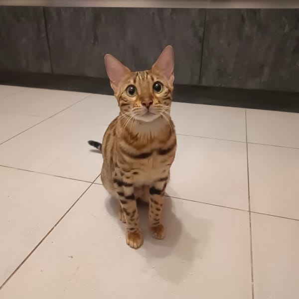 Afternoon pet hangout session in Moscow apartment