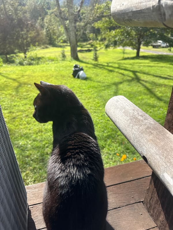 Quiet morning on a rural Thora property, animals and garden life