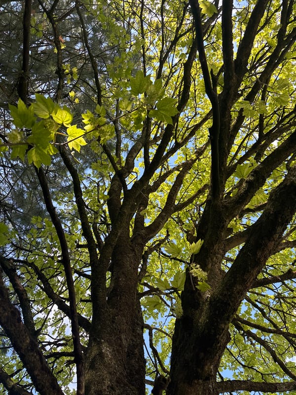 Spring blooms documented in Luxembourg residential area