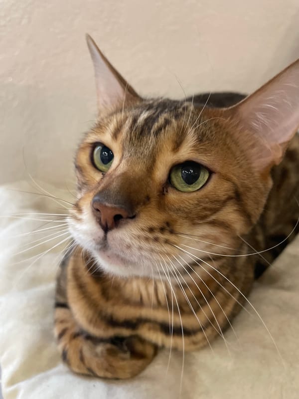 Bengal cat spotted relaxing on cat tree early morning