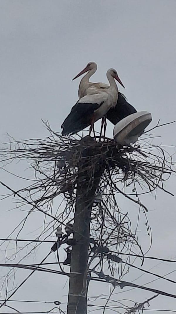 White storks spotted nesting on utility pole