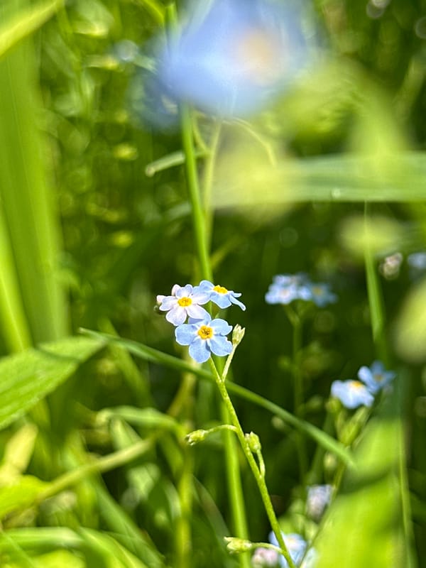 Lazy summer morning on the Berezina River, Babruysk