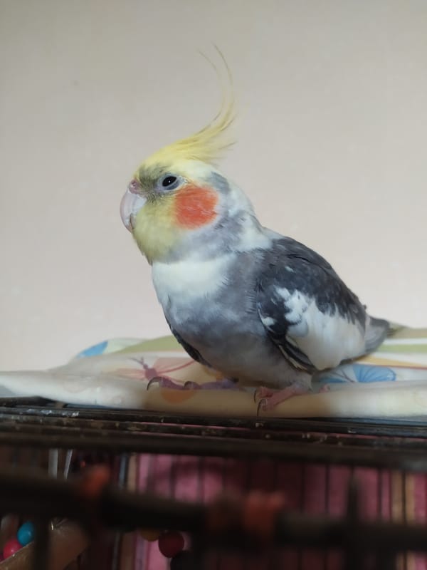 Cockatiel at home in Bilajari, shot from multiple angles