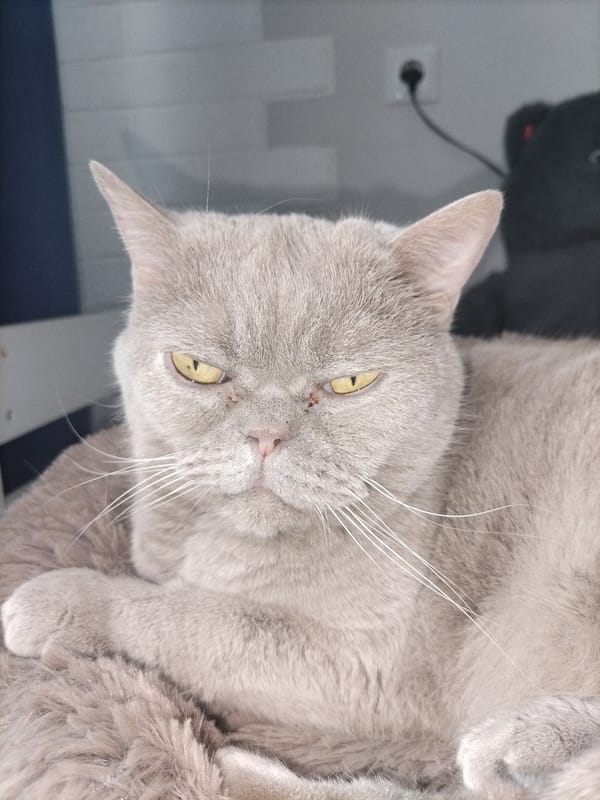 Domestic cats documented sleeping and resting during morning hours