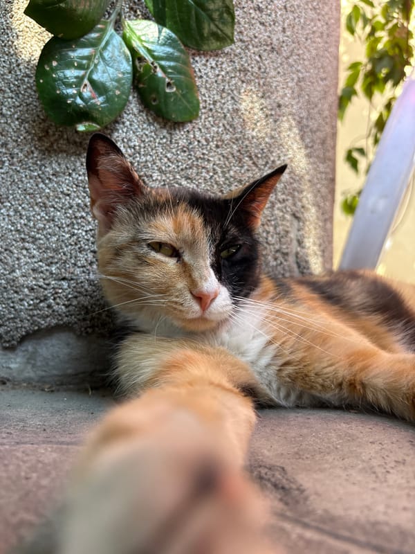 Cats lounging in a sunny Almaty courtyard