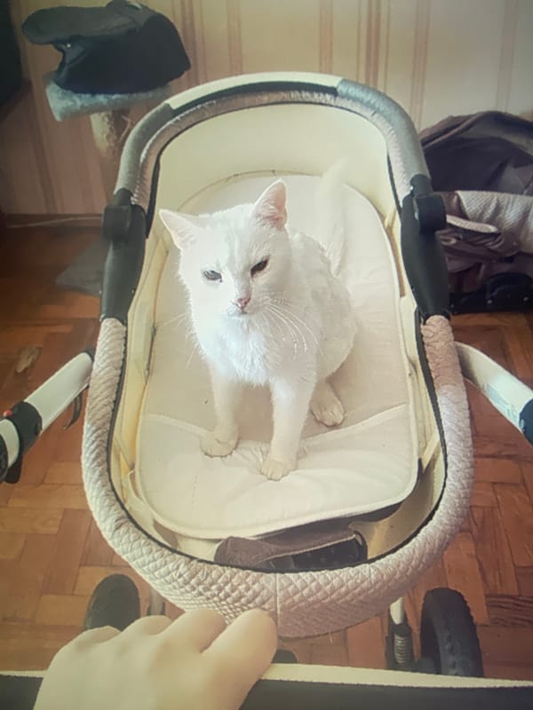 Domestic life with white cat and children documented in Homyel