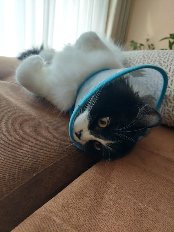 Cat in recovery cone rests on sofa in Plovdiv
