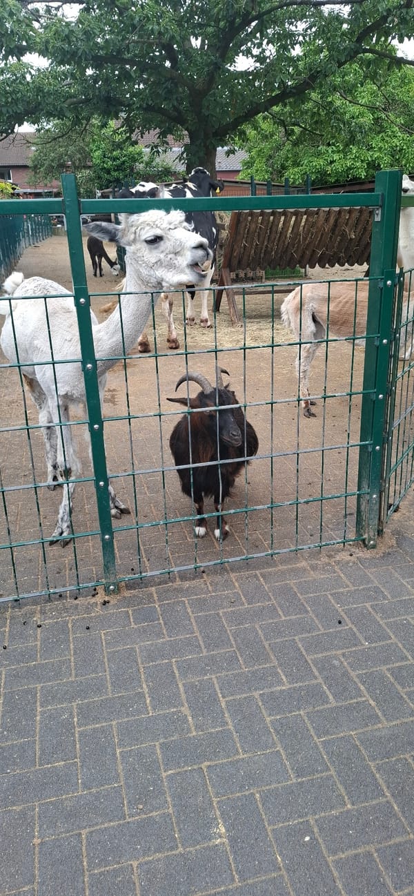 Morning at a Hürth animal park with goats, llamas, and alpacas