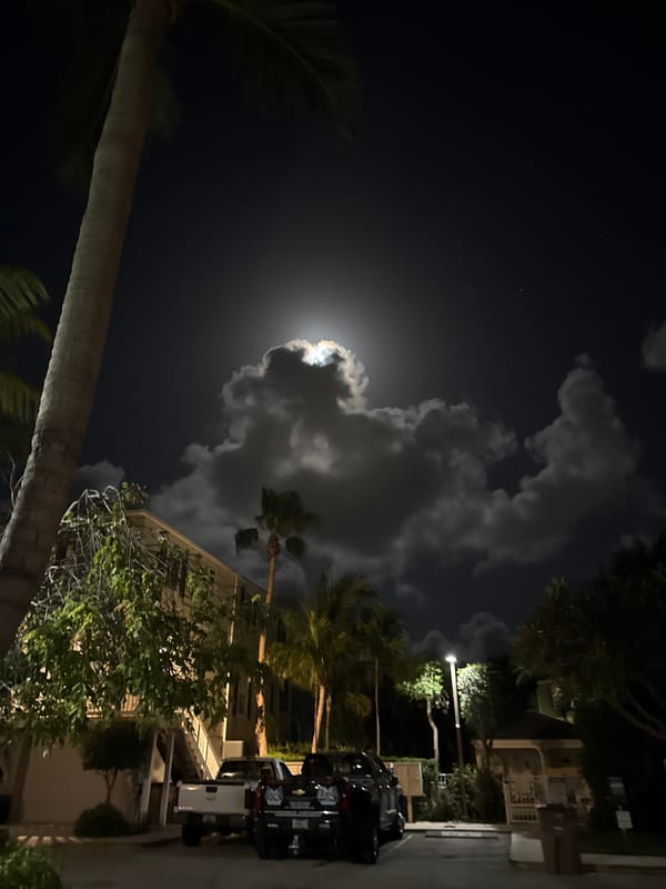 Moonlit palm tree and cloudy night sky on Stock Island
