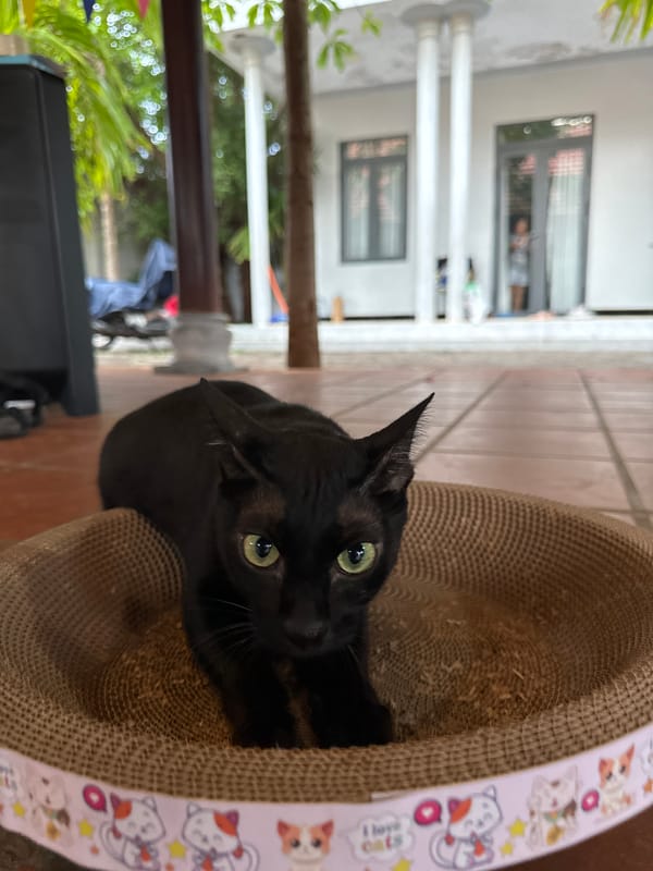 Black cat spotted in decorative scratching post in Mũi Né