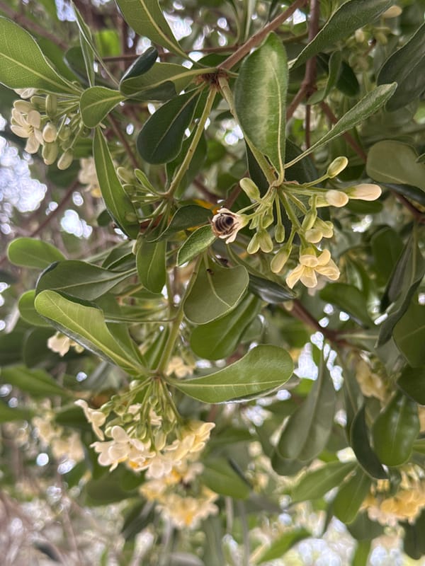 Spring flowers and faded chalk art observed in Šušanj