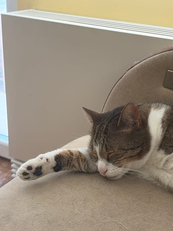 Cats napping on chairs and floors around the house