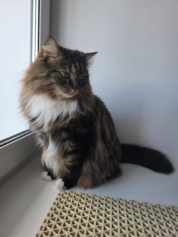 Fluffy tabby cat poses and lounges on a white windowsill