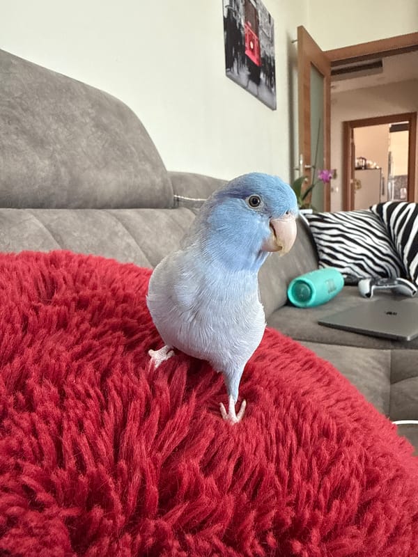 Blue parakeet enjoys a quiet moment and a head scratch indoors