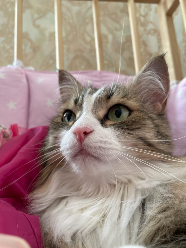 Cat rests on pink pillow in Izhevsk