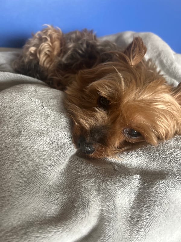 Small dog rests peacefully on blanket in Sofia