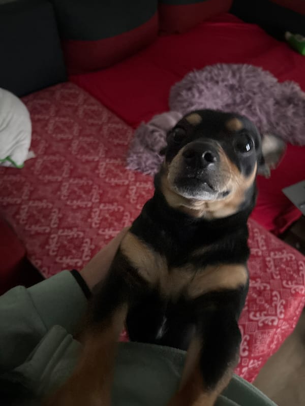 Evening domestic moments with miniature pinscher documented in Bulgaria