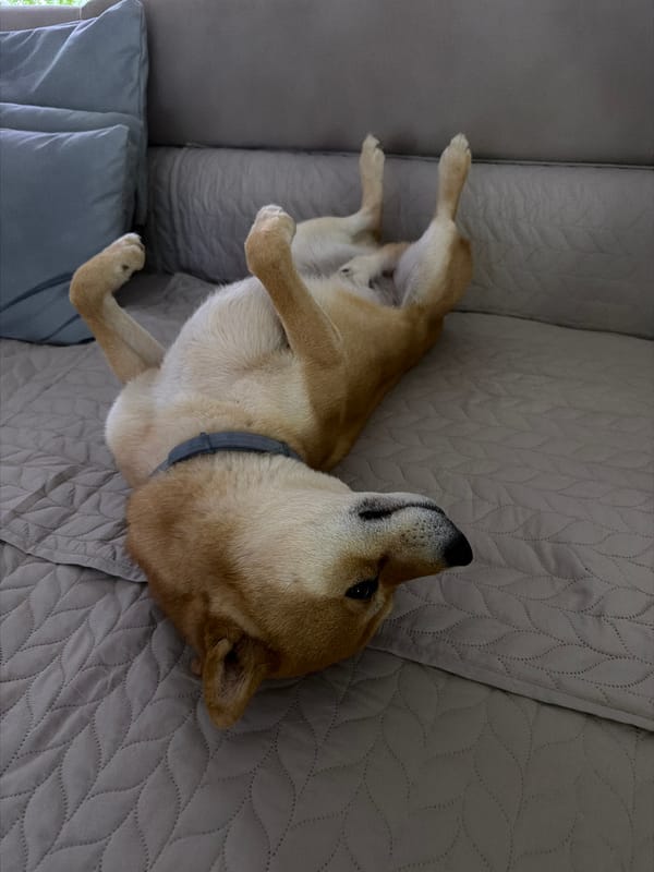 Shiba Inu enjoys belly rubs during cozy afternoon in Bulgaria