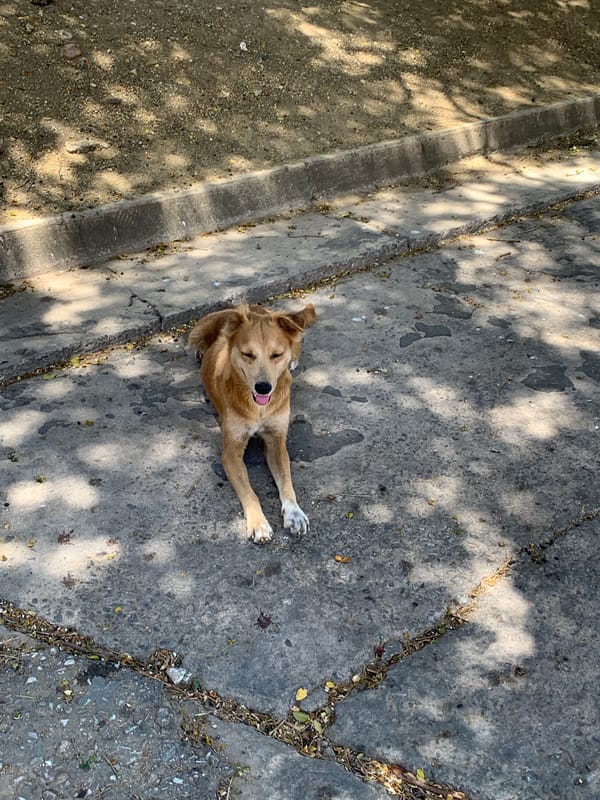 Dog rests on street pavement in Santa Ana, Venezuela