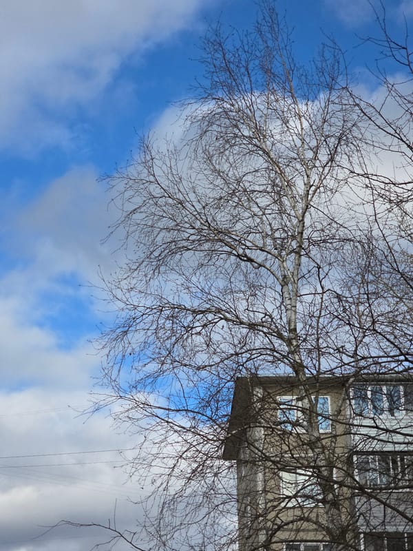 Spring scenes documented across Perm: ducks, dog, urban landscapes