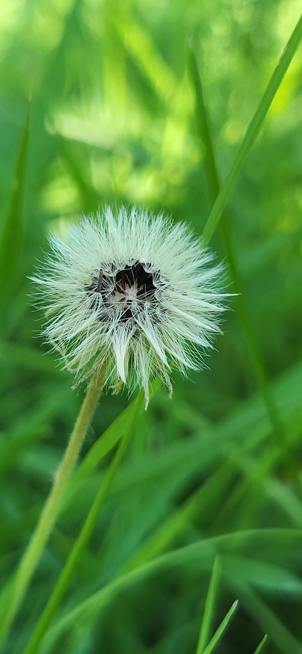 Macro details of wildflowers, insects, and fruit in a Ukrainian village