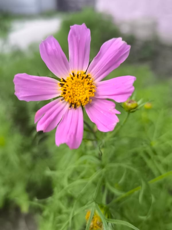Pink cosmos flower in full bloom, yellow center sharp against green