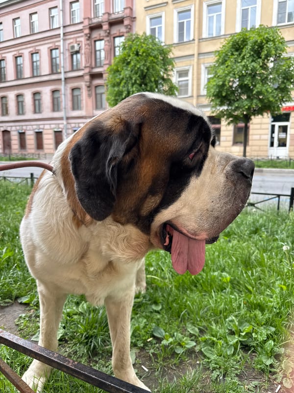 Morning dog walk passes historical monuments in Saint Petersburg