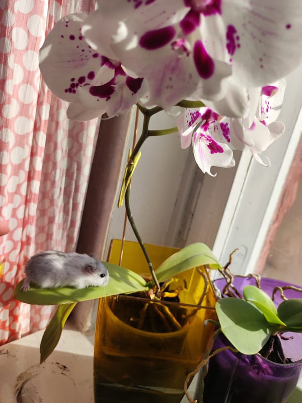 Indoor afternoon moments with flowers, pets, and home details