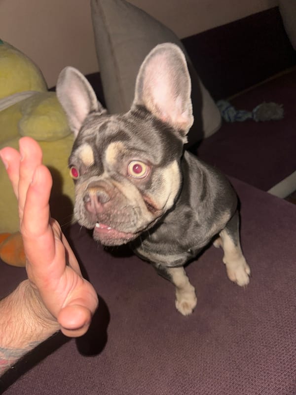Person and French Bulldog captured in domestic setting