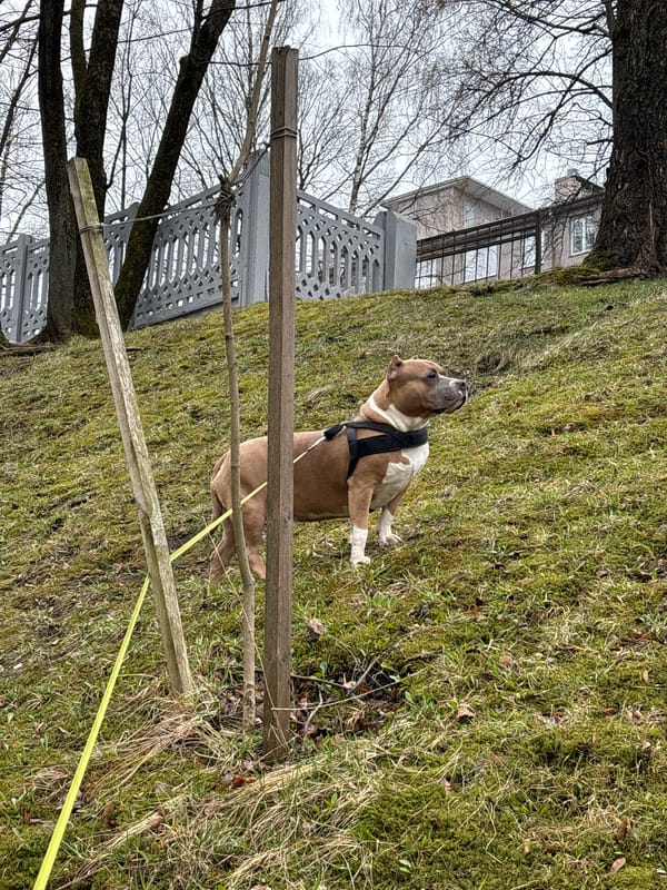 Early morning dog walk observed in Minsk park