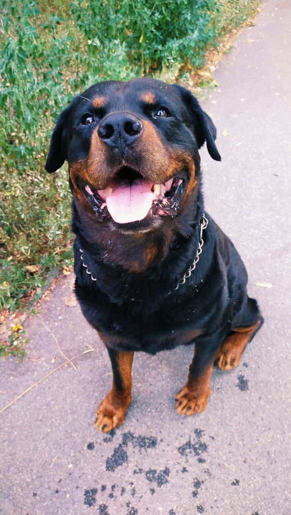 Rottweiler and turning leaves on an August walk in Horishni Plavni