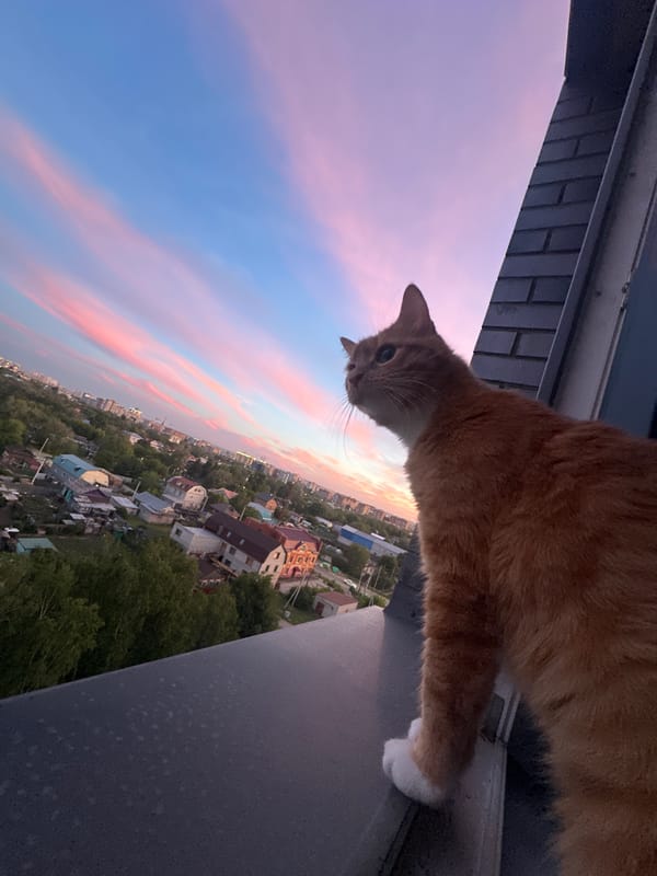 Cat watches sunset over Blagoveshchensk cityscape from windowsill perch