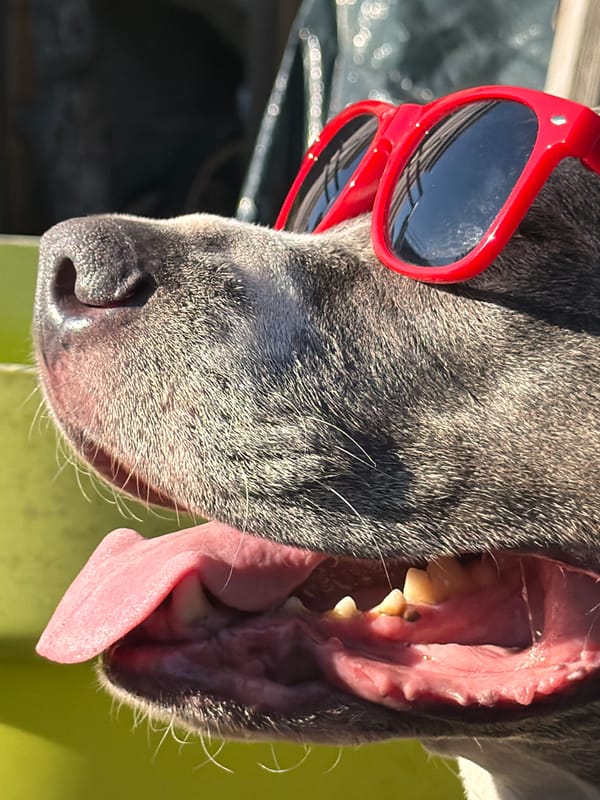 Gray dog poses in red sunglasses in Luxembourg