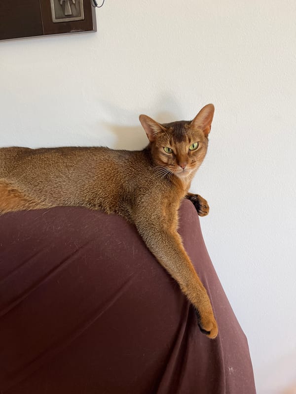 Cats at home in Eilat, doing exactly what cats do