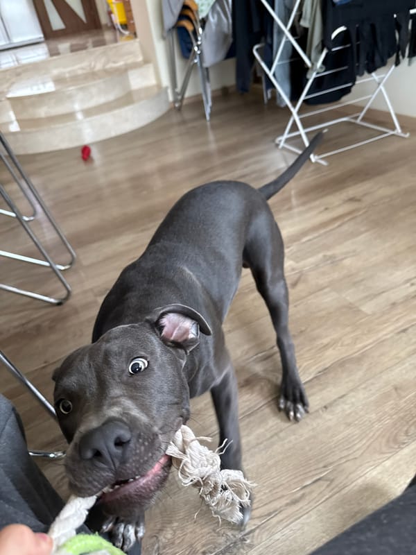Domestic life with dogs documented in Bulgarian home