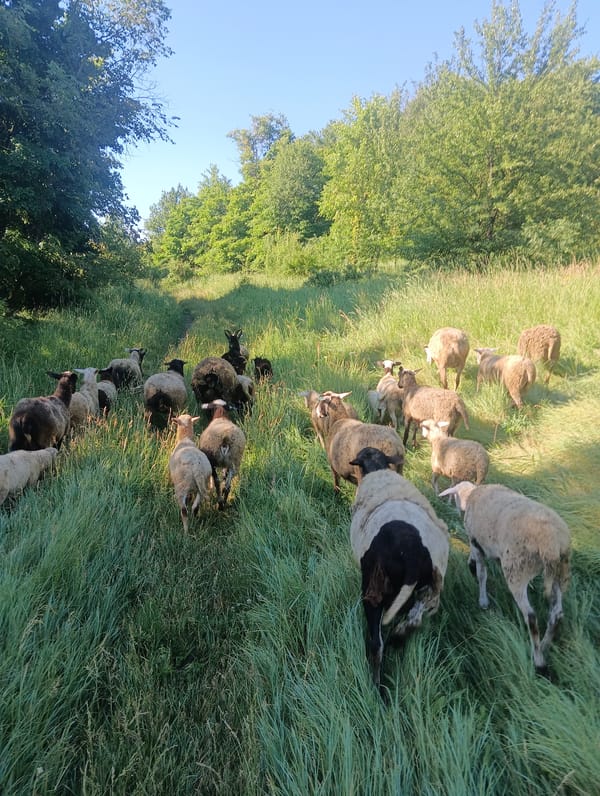 Mixed flock grazes and moves across sunny rural hillsides
