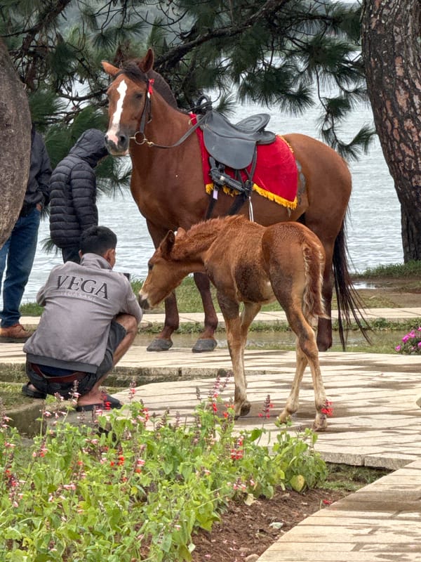 Pausing with horses by the water in Da Lat