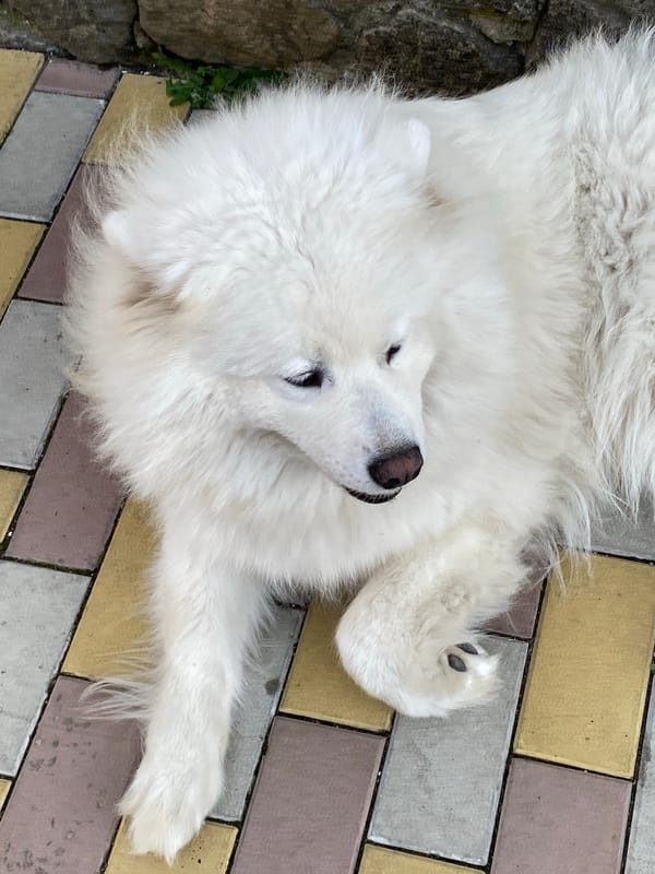 Samoyeds chilling on a stone patio in the afternoon sun