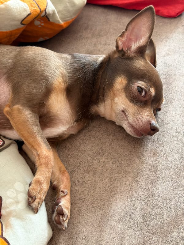 A chihuahua's lazy morning, plus selfies and knick-knacks